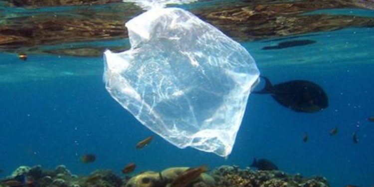 Cientí­ficos italianos localizan microplásticos en los peces del fondo marino