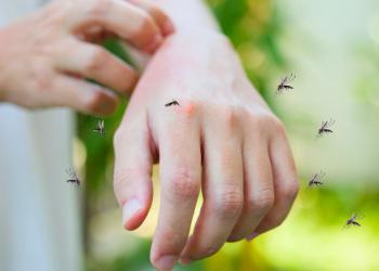 Científicos revelan qué olores hacen a las personas más 'apetecibles' para los mosquitos