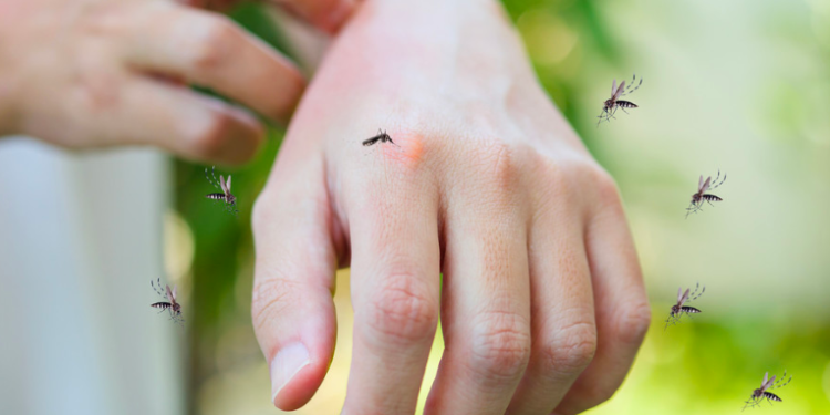 Científicos revelan qué olores hacen a las personas más 'apetecibles' para los mosquitos