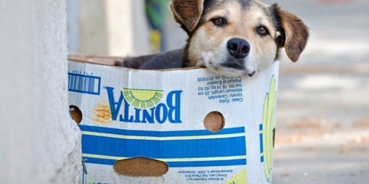 Cientos de perros contraen una inusual enfermedad respiratoria en EE.UU.