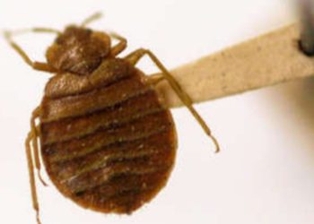 Ciudad de México lidia con una posible plaga de chinches