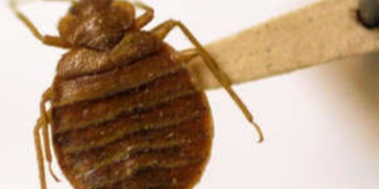 Ciudad de México lidia con una posible plaga de chinches