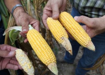 ¿Cómo le afecta el fenómeno El Niño al Triángulo Norte de Centroamérica?