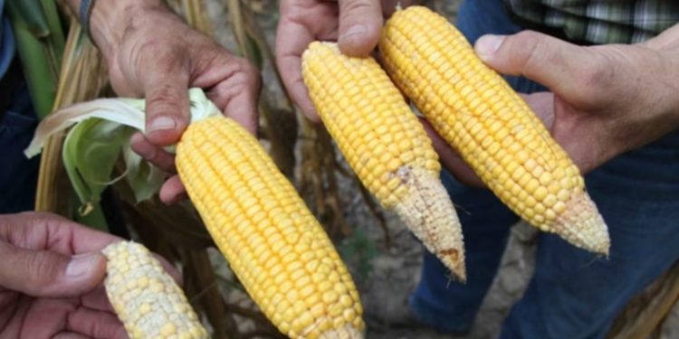 ¿Cómo le afecta el fenómeno El Niño al Triángulo Norte de Centroamérica?