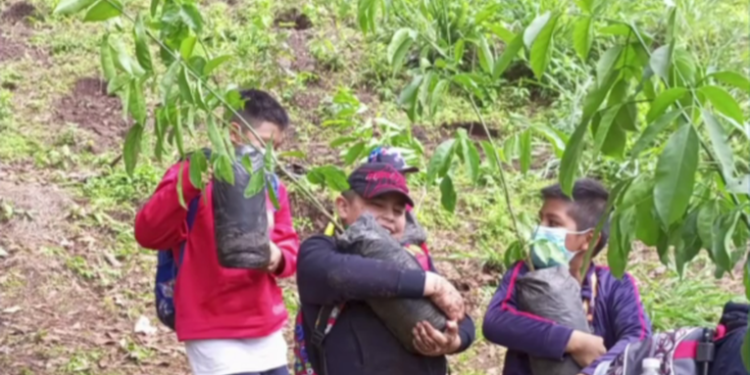 Comuna capitalina inicia proyecto de reforestación en 38 puntos estratégicos