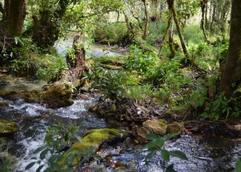 Conap destaca la importancia de conservar la biodiversidad en el Día de la Tierra