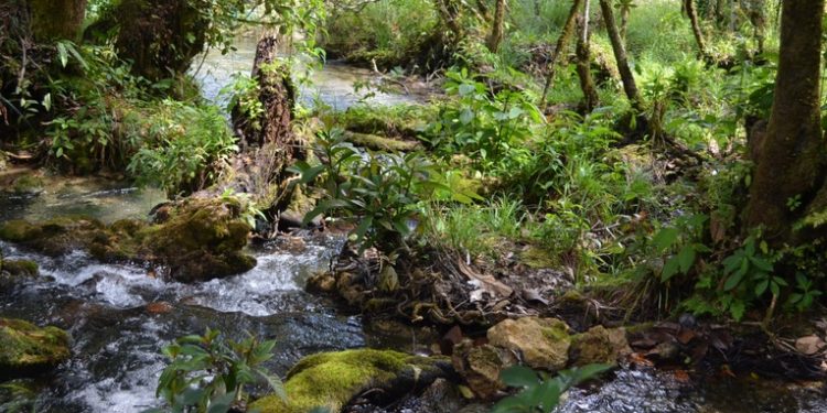 Conap destaca la importancia de conservar la biodiversidad en el Día de la Tierra