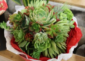 Congreso de Exportadores promoverá la expansión del mercado de plantas ornamentales y flores en el país