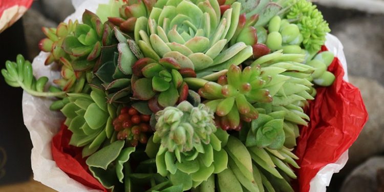 Congreso de Exportadores promoverá la expansión del mercado de plantas ornamentales y flores en el país