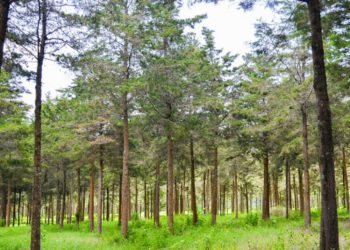 Conmemoran Dí­a de la Tierra