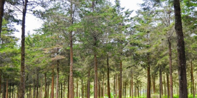 Conmemoran Dí­a de la Tierra