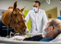 Conoce la increí­ble historia de un caballo terapeuta que lleva esperanza a pacientes en hospitales