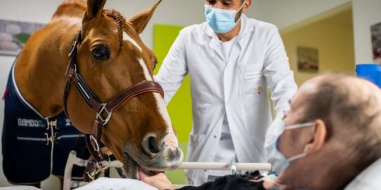 Conoce la increíble historia de un caballo terapeuta que lleva esperanza a pacientes en hospitales