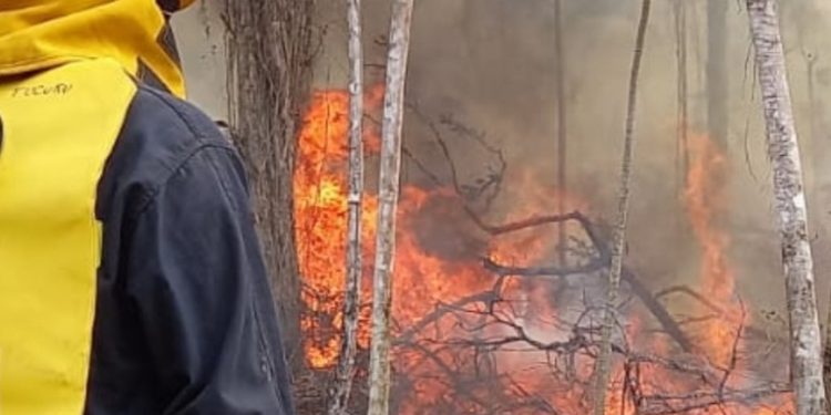 CONRED en alerta roja por 27 incendios forestales en el departamento de Petén