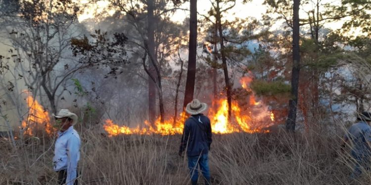CONRED reporta 19 incendios forestales en el territorio nacional