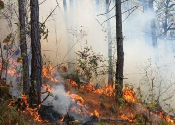 Conred reporta 947 incendios forestales en lo que va del año, 25 siguen activos