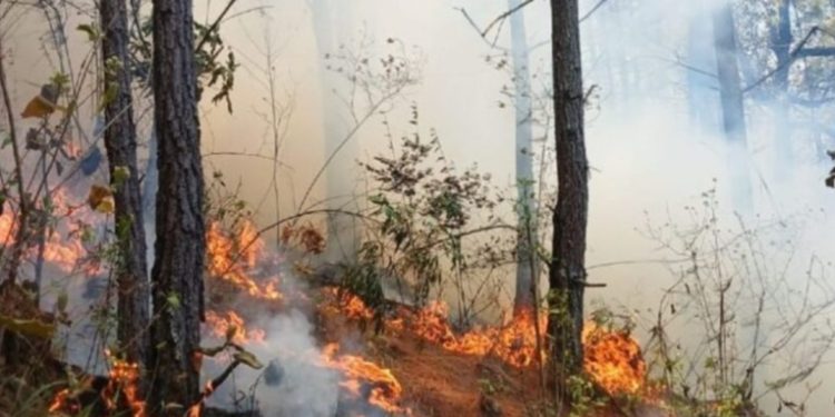 Conred reporta 947 incendios forestales en lo que va del año, 25 siguen activos