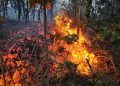 Conred reporta más de 16 mil hectáreas de bosque afectadas por incendios forestales