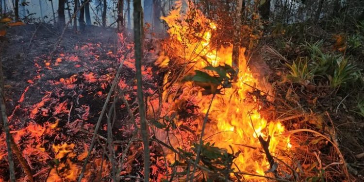 Conred reporta más de 16 mil hectáreas de bosque afectadas por incendios forestales