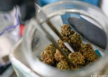 Consumidores de marihuana son más propensos a necesitar atención de urgencia y hospitalización, según estudio