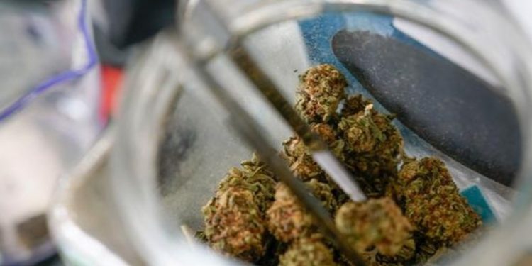 Consumidores de marihuana son más propensos a necesitar atención de urgencia y hospitalización, según estudio