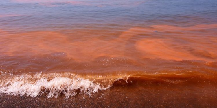 Continúa alerta por marea roja en el país