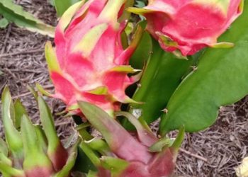 Convocatoria abierta Participa en el Encuentro Nacional de Productores de Pitahaya