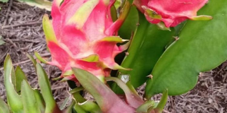 Convocatoria abierta Participa en el Encuentro Nacional de Productores de Pitahaya