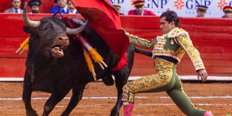 Corridas sin sangre: ¿Qué hay detrás de la propuesta para acabar con el maltrato animal en México?