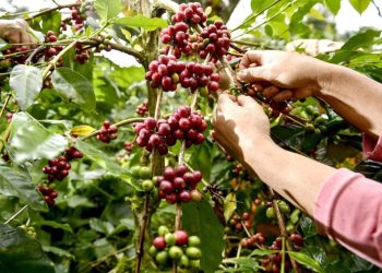 Cosecha de café produjo ingresos al paí­s por 959 millones de dólares