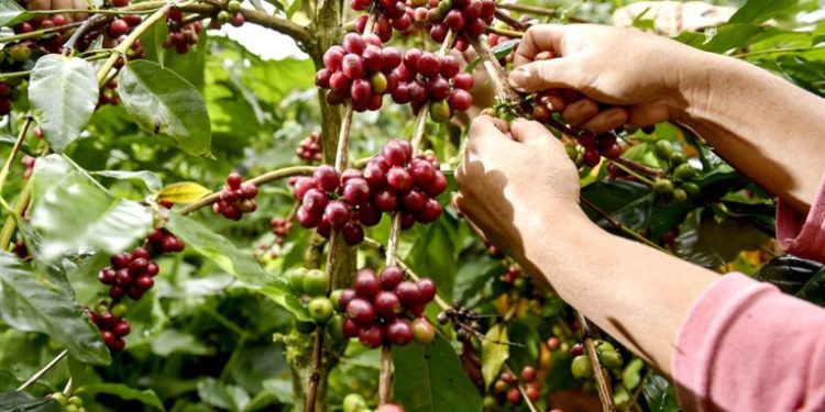 Cosecha de café produjo ingresos al país por 959 millones de dólares