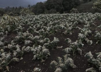 Cosechas son afectadas por ceniza volcánica