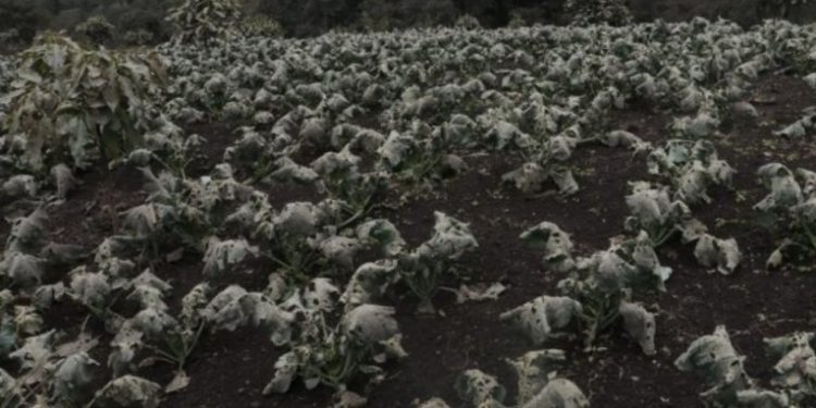 Cosechas son afectadas por ceniza volcánica