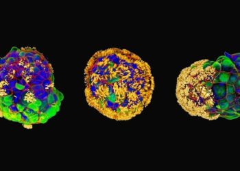 Crean minirrobots vivientes a partir de células humanas