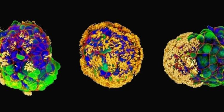 Crean minirrobots vivientes a partir de células humanas