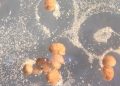 Crean robots vivientes capaces de reproducirse