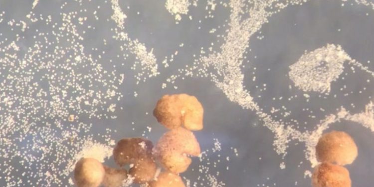 Crean robots vivientes capaces de reproducirse