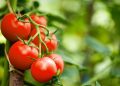 Crean tomates modificados genéticamente para que produzcan tanta vitamina D como dos huevos