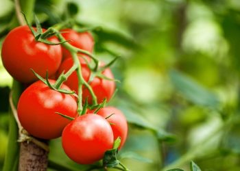 Crean tomates modificados genéticamente para que produzcan tanta vitamina D como dos huevos