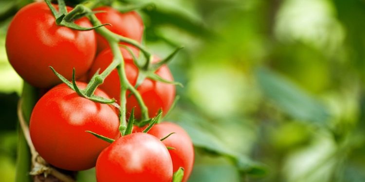 Crean tomates modificados genéticamente para que produzcan tanta vitamina D como dos huevos