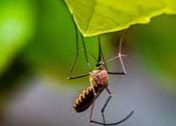 Crisis de Dengue en Guatemala: Más de 33,000 casos confirmados y 48 fallecidos, mayormente niños