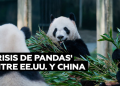 'Crisis de pandas' entre EE.UU. y China: otros tres regresan a casa desde Washington