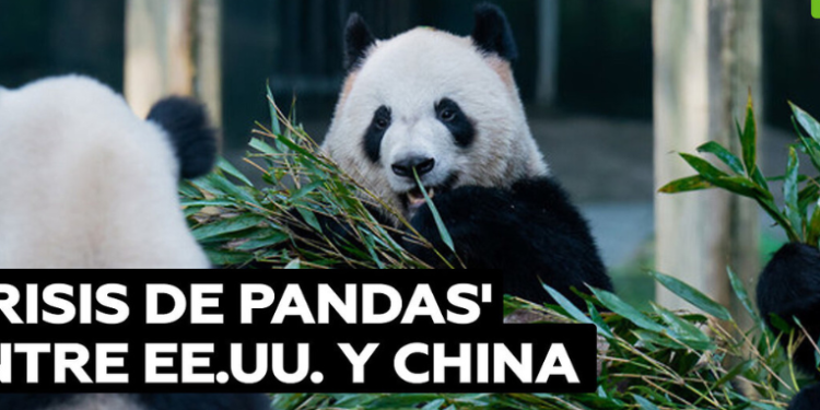 'Crisis de pandas' entre EE.UU. y China: otros tres regresan a casa desde Washington