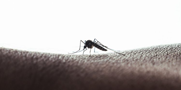 Crisis del dengue: América Latina en emergencia por el aumento de 50 % de casos en un mes