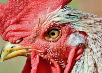 Cuba impondrá multas contra el maltrato animal