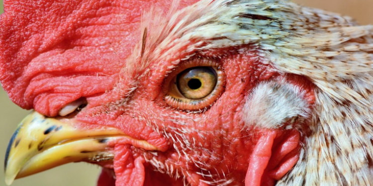 Cuba impondrá multas contra el maltrato animal