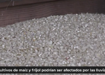 Cultivos de maí­z y frijol podrí­an ser lo mas afectados por las lluvias