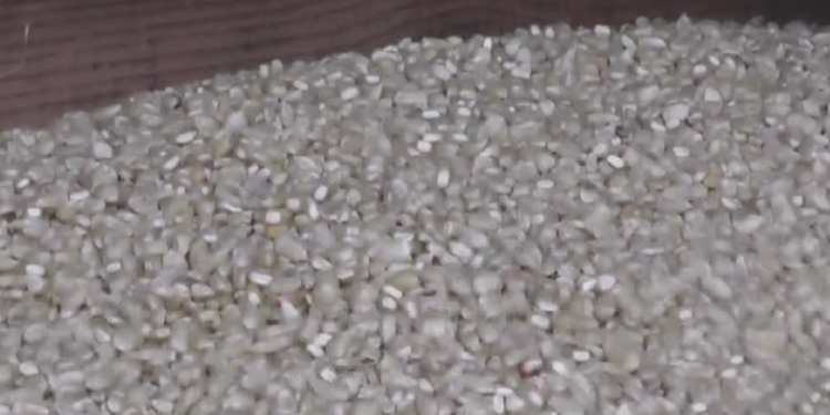 Cultivos de maí­z y frijol podrí­an ser lo mas afectados por las lluvias