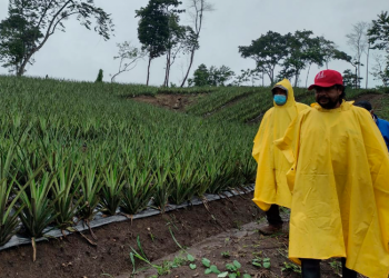 Cultivos podrí­an resultar afectados debido a fuertes lluvias