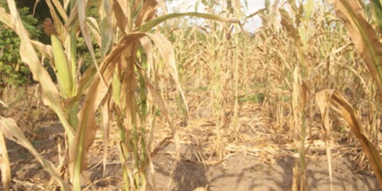 Cultivos se ven afectados por actividad volcánica